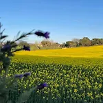 Mas Figueres